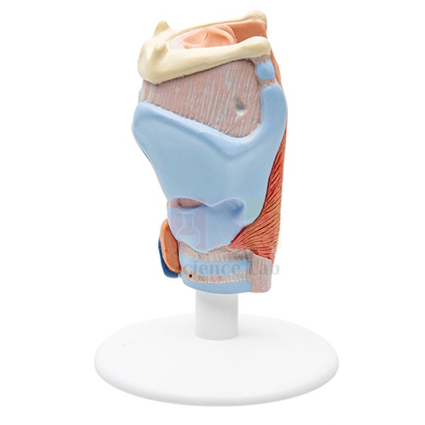 Human Larynx Model
